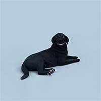 ラブラドールページ 31rDQ9VsV-L._SS200_.jpg